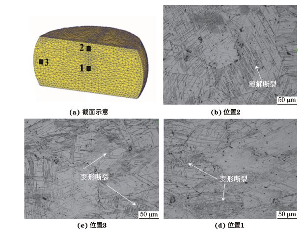 圖３ 在９８０ ℃、應(yīng)變速率為０．０１０s－１下壓縮至應(yīng)變量為３０％后GH４１６９合金不同區(qū)域的顯微組織