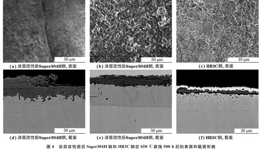 圖4 涂層改性前后Super304H 鋼和 HR3C鋼在650 ℃腐蝕500h后的表面和截面形貌 圖4 涂層改性前后Super304H 鋼和 HR3C鋼在650 ℃腐蝕500h后的表面和截面形貌